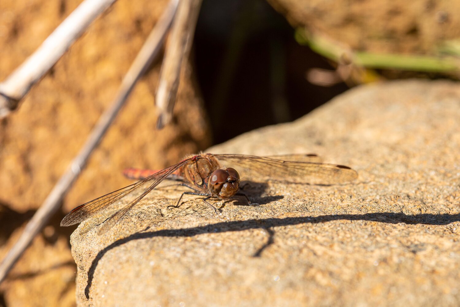 Klicken für eine Vergrösserung