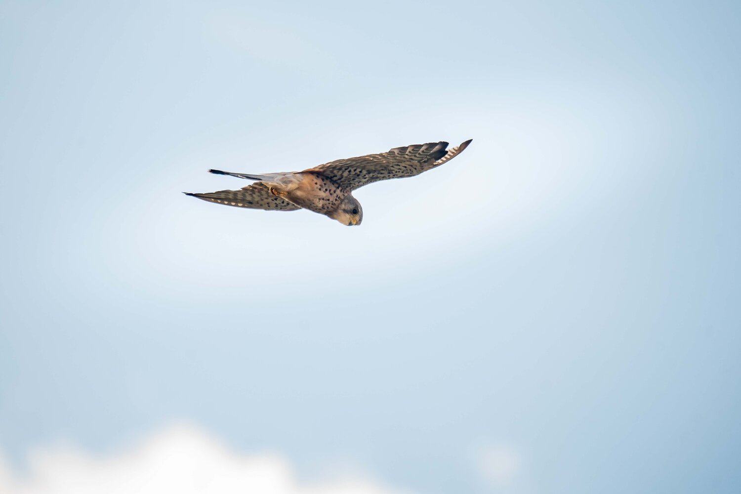 Klicken für eine Vergrösserung