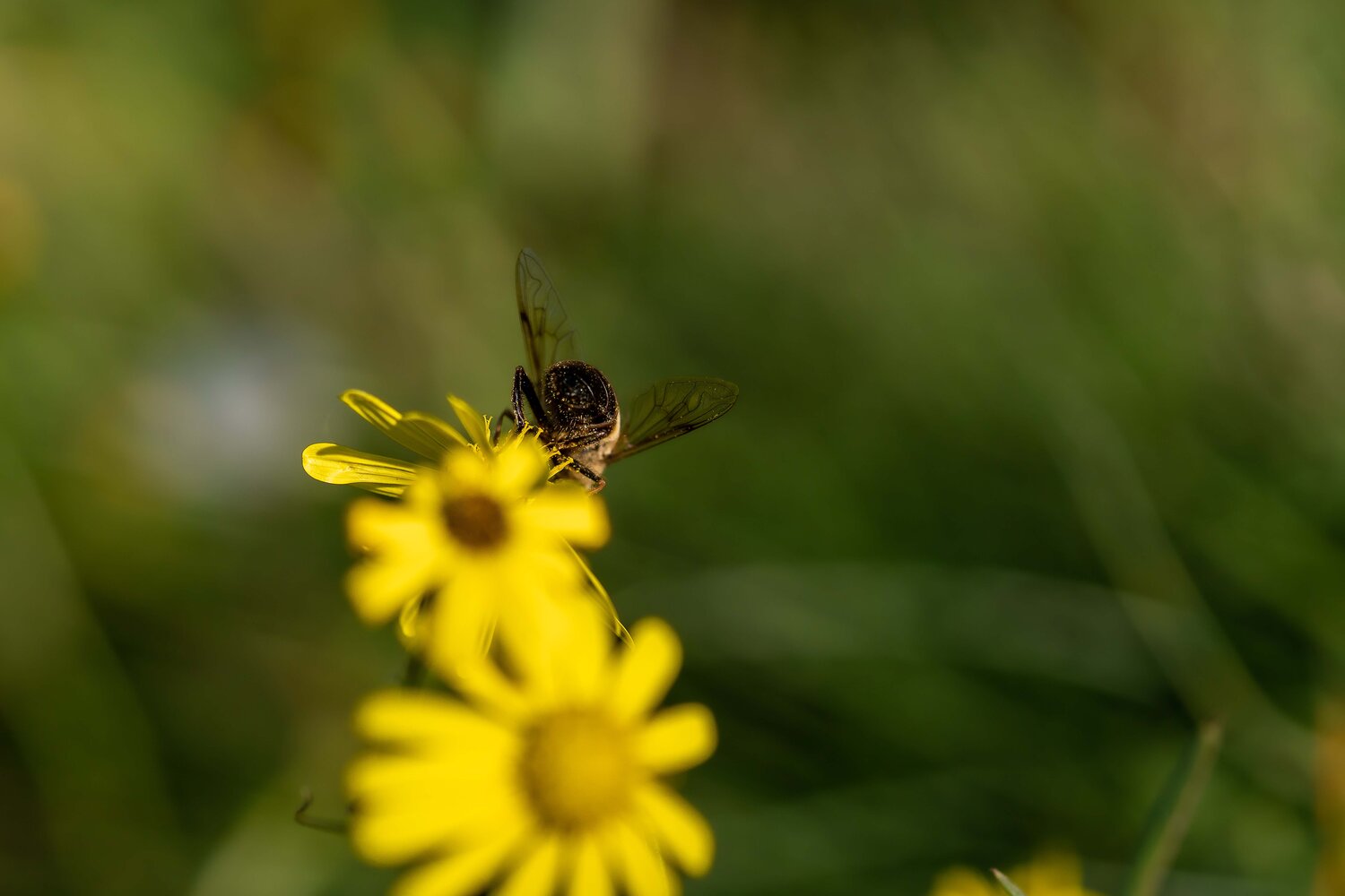 Klicken für eine Vergrösserung
