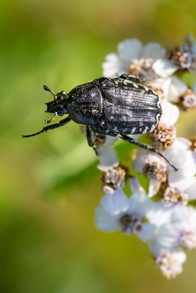 Klicken für eine Vergrösserung