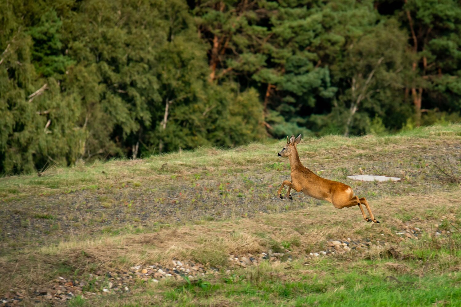 Klicken für eine Vergrösserung