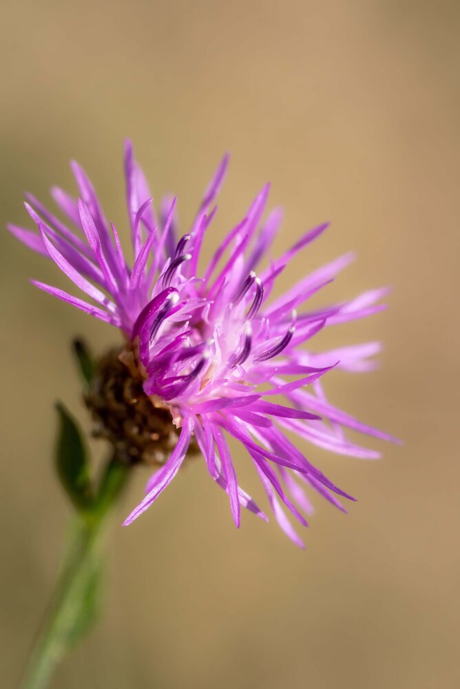 Klicken für eine Vergrösserung